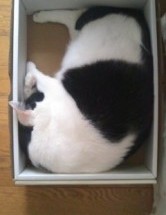 箱入り猫　にゃんにゃん日記その155