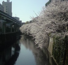 江戸川公園の桜もほぼ満開！！春だねぇ！